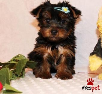 Ράτσα: Γιόρκσάϊρ τεριέ - Yorkshire Terrier | Ηλικία: 3 μηνών | Φύλο: Θηλυκό | Αρ. Microchip: 906890567890345 | Ιδιώτης | Εκπαιδευμένο | Pedigree | Περιοχή: Αθήνα, Αττική